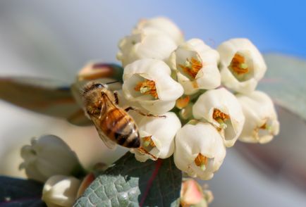 Learn About Pollination